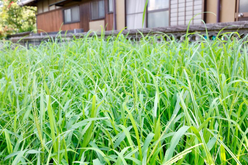 住宅前の空き地に生い茂る雑草